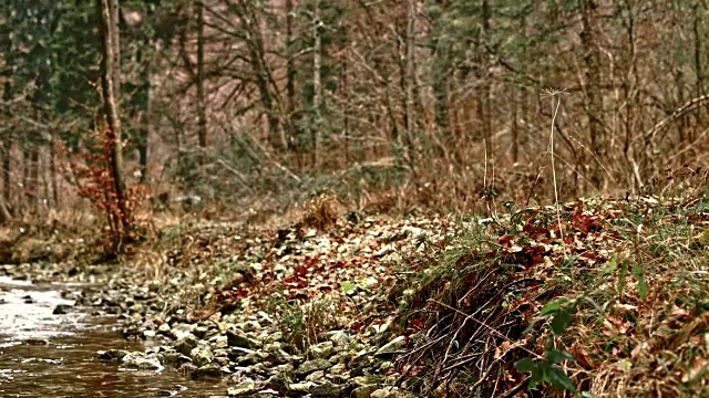 一个女人在小溪边的森林小径上骑着她的山地车视频素材