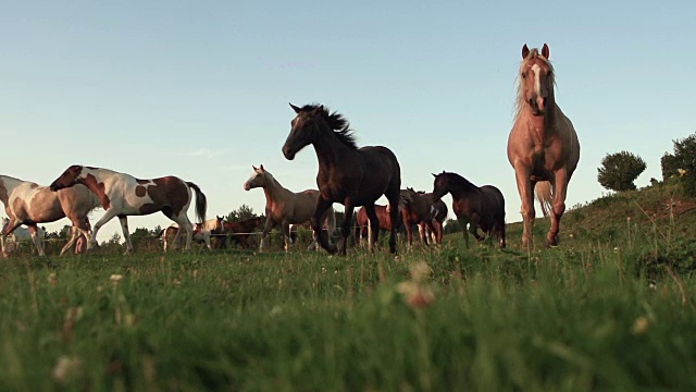 马奔跑自由超级慢动作场视频素材