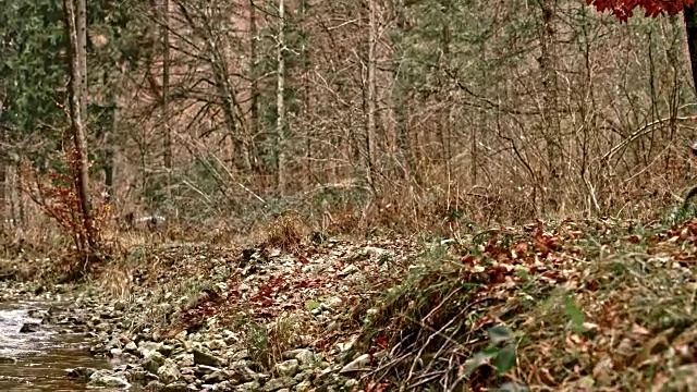 一对夫妇在寒冷的秋天沿着一条小溪的森林小径骑着他们的山地车视频素材
