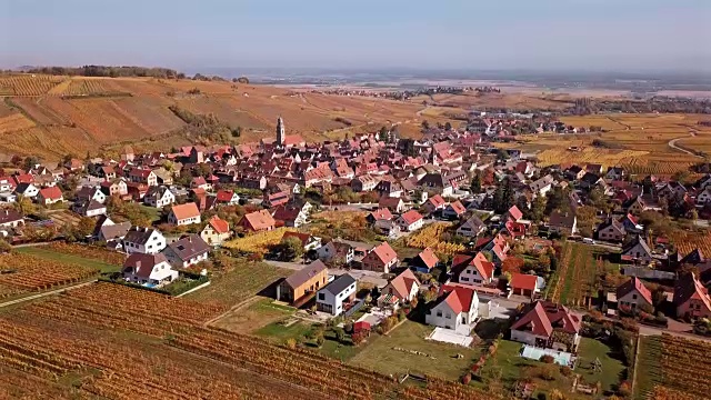 飞越秋天的法国阿尔萨斯葡萄酒之路Riquewihr葡萄园。视频素材