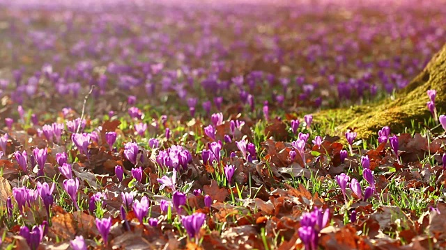 美丽的野生春花番红花盛开在春天。日落时分，山谷里长满了橡树的紫色野番红花。视频素材