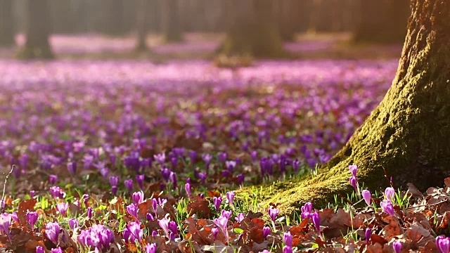 美丽的野生春花番红花盛开在春天。日落时分，山谷里长满了橡树的紫色野番红花。视频素材