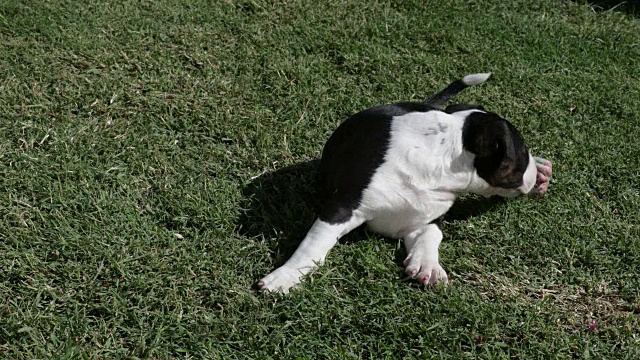 斗牛梗的小狗躺在草地上视频素材
