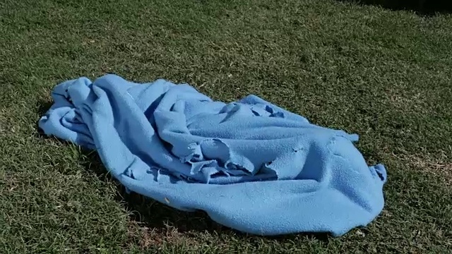 斗牛梗的小狗在蓝色毯子里玩耍视频素材