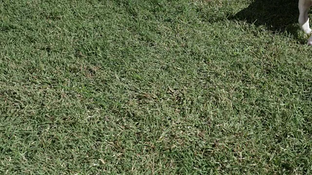 牛头梗小狗坐在草地上视频素材