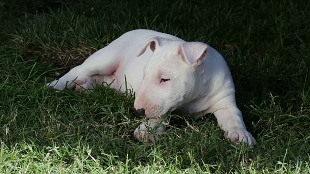 斗牛梗的小狗躺在草地上吃草视频素材