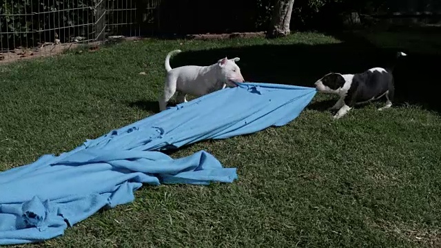 斗牛梗的小狗在玩蓝色的毯子视频素材