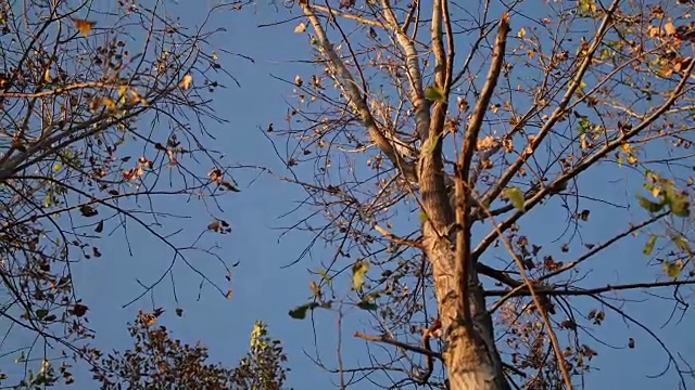 森林蓝天视频素材