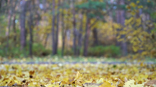 秋天的城市森林公园，金色的枫叶落在地上。秋天的森林里，树叶飘落。五颜六色的树叶的树。成熟的秋天。保护环境，保护森林资源，保护地球生态。气候变暖视频素材