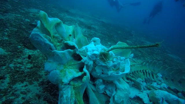 罕见的鲸鱼骨骼水下与潜水员视频素材