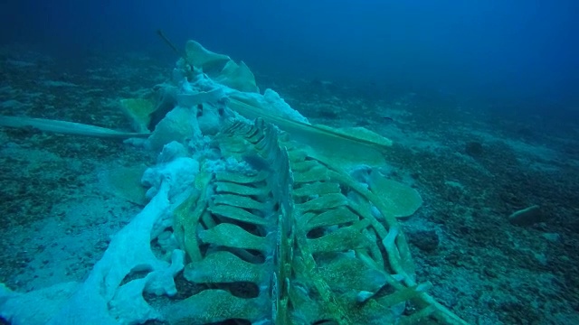 水下珍稀鲸鱼骨架视频素材