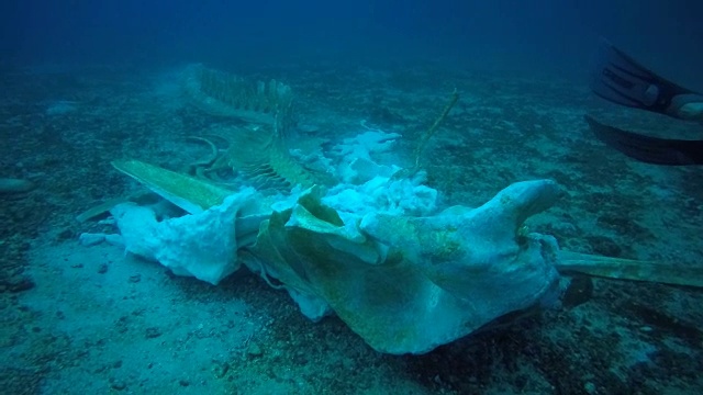 罕见的鲸鱼骨骼和水下潜水员视频素材