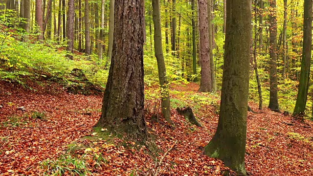 森林在秋天视频素材