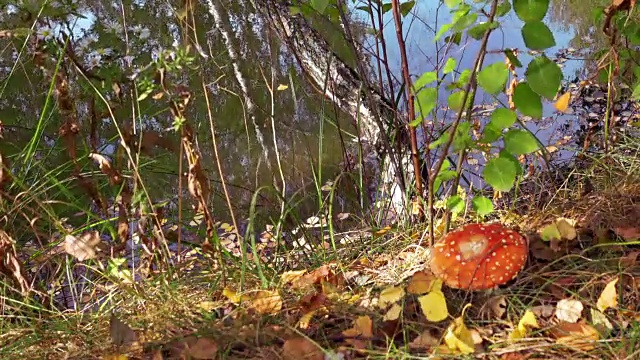秋天，森林湖边的红蘑菇视频下载