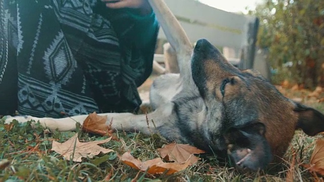 一个女孩在公园里抚摸和玩耍一只流浪狗的慢动作镜头视频下载