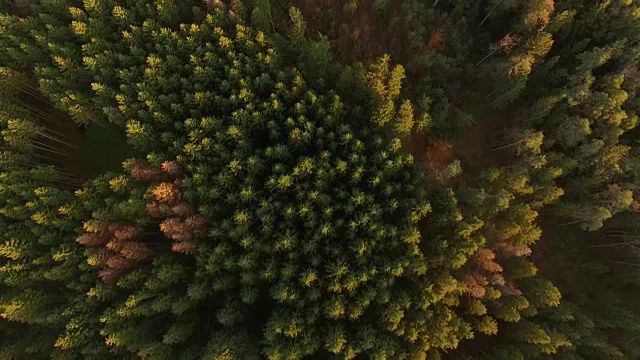 天线:秋天的巴伐利亚森林视频素材