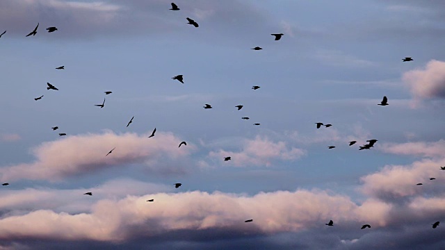 大鸟群。一群鸟迎着天空飞翔。视频素材