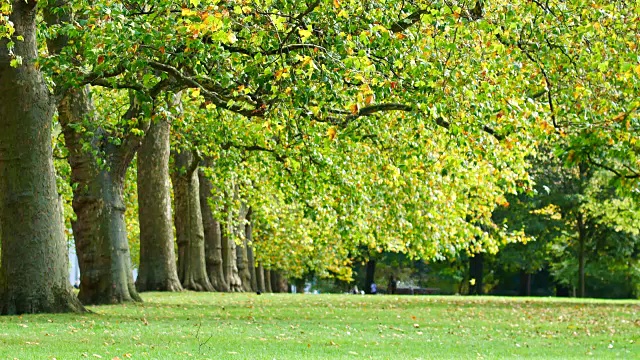 4K秋叶飘落，伦敦海德公园视频下载