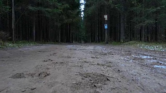森林道路视频视频下载