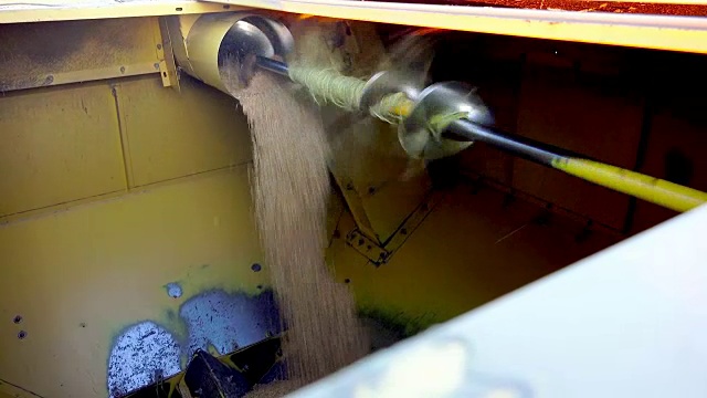 水稻收割机在容器中收集收割的谷物。索尼4 k拍摄视频素材