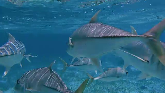 伯利兹堡礁/龙涎香礁在加勒比海的鲨鱼巷海洋保护区的杰克鱼，马眼杰克鱼视频素材