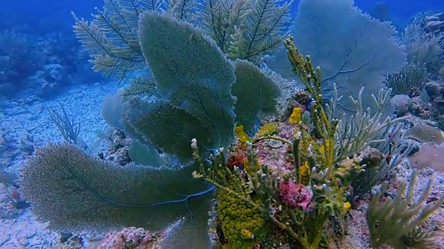在加勒比海靠近阿库马尔湾的玛雅大堡礁潜水-里维埃拉玛雅/科苏梅尔，金塔纳罗奥，墨西哥视频素材
