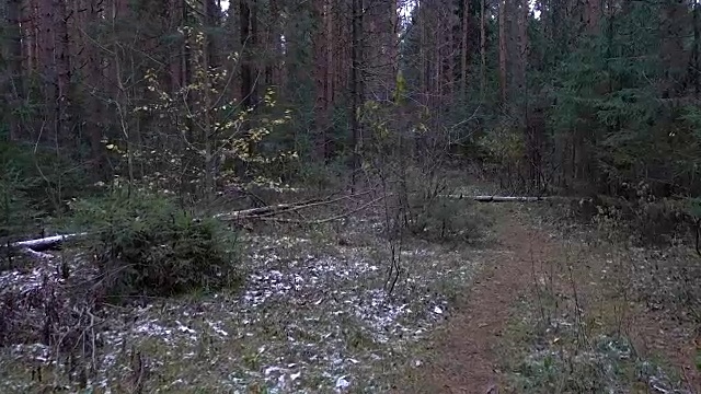 森林中冷杉的视频视频下载