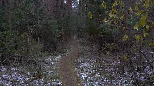 小路上倒下的树的视频视频下载