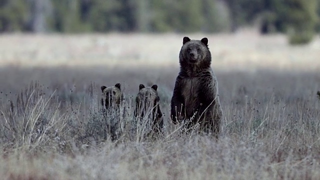WS 4K拍摄的一个巨大的灰熊(小熊arctos)和两个小熊宝宝站起来看在一个山艾草草地视频素材