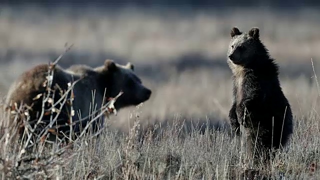 这是一只巨大的灰熊(小熊)和它的幼崽站在一起，看着一片山艾草草地的4K MS镜头视频素材