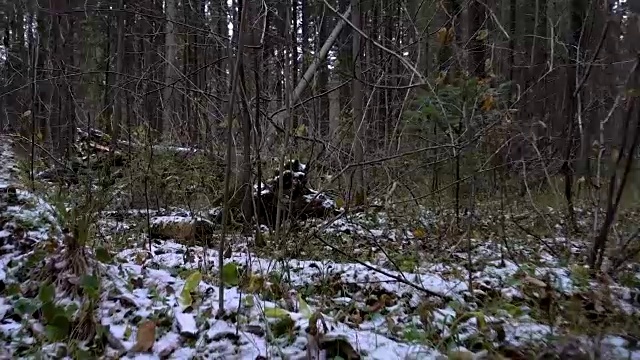 四周景色在森林的矮树丛中视频下载