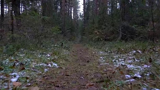 路上倒下的树的视频视频下载