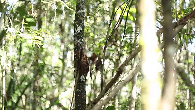 大狐猴坐在树上视频素材
