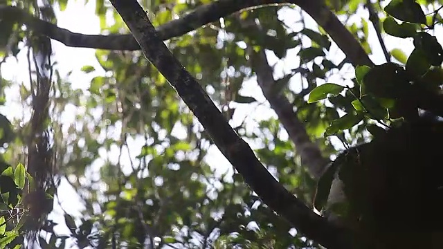 大狐猴坐在树上视频素材