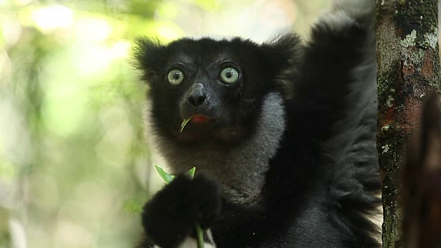 Indri狐猴视频素材