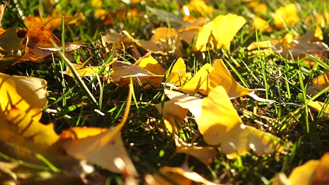 秋叶飘落在地上视频素材
