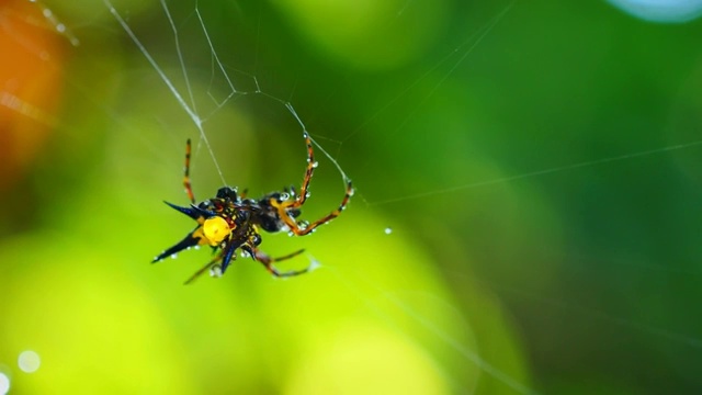 泰国森林里的蜘蛛(霍塞尔特的刺蛛)在网上清理自己。视频素材