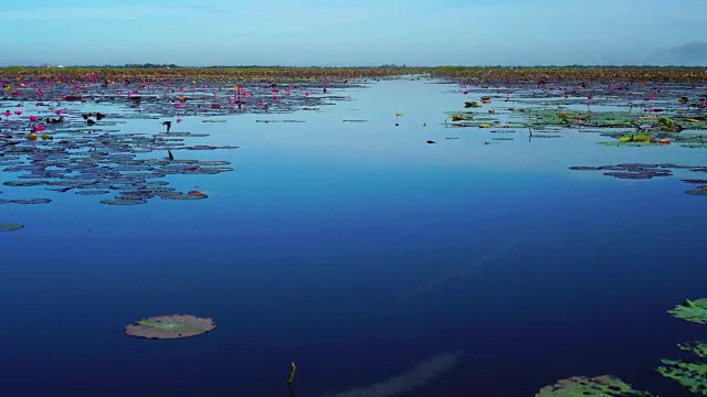 早上在泰国美丽的荷花湖上乘船观光视频素材