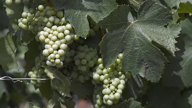 近距离的绿色葡萄生长在葡萄藤上，香槟葡萄园视频下载