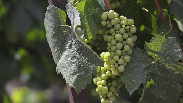 近距离的绿色葡萄生长在葡萄藤上，香槟葡萄园视频下载