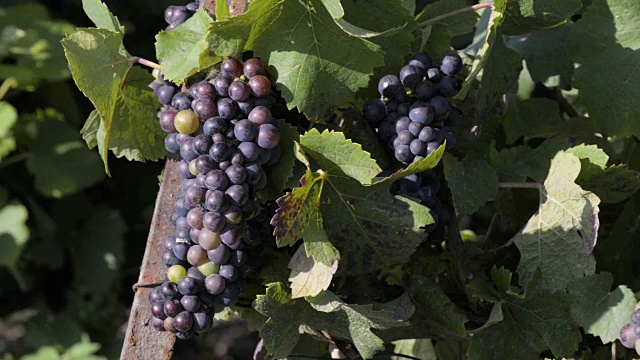 黑葡萄在葡萄上生长的特写，香槟葡萄园视频下载