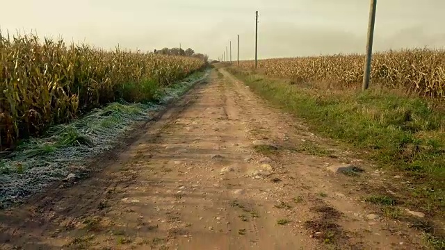 玉米地之间的乡村公路视频素材