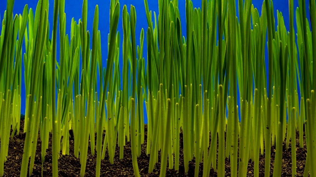 小麦幼苗生长，蓝屏侧拍视频素材