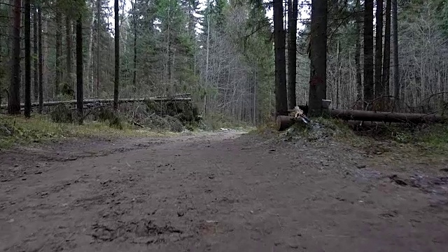 走在森林的路上视频下载