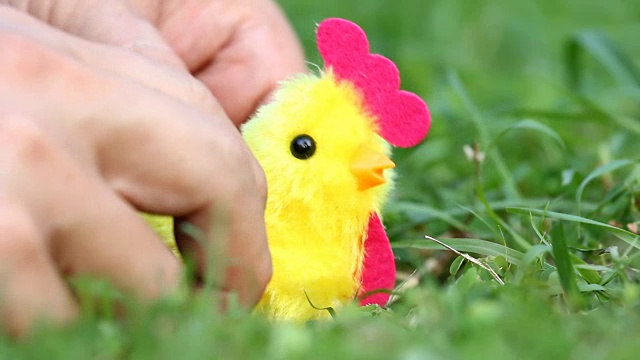 男人给小鸡玩具上发条，它在草地上摇晃或跳舞。视频下载
