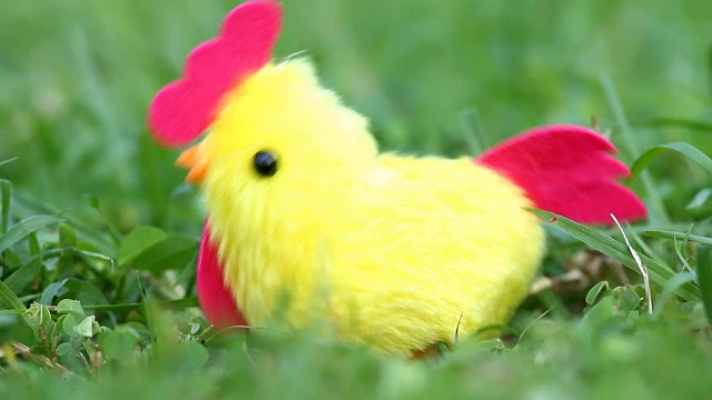 男人给小鸡玩具上发条，它在草地上摇晃或跳舞。视频下载