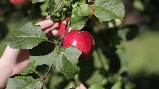 一个女人的手从一棵苹果树上扯下一个红苹果。视频下载
