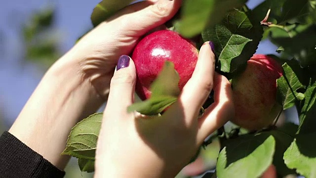 一只女性的手从苹果树枝上摘了一个红苹果。视频下载