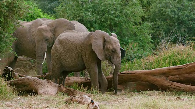 非洲森林大象在肯尼亚的桑布鲁放牧视频素材