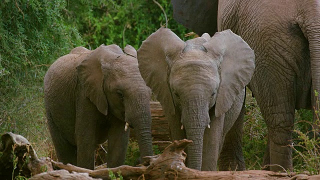 年轻的非洲森林象在肯尼亚的桑布鲁放牧视频下载